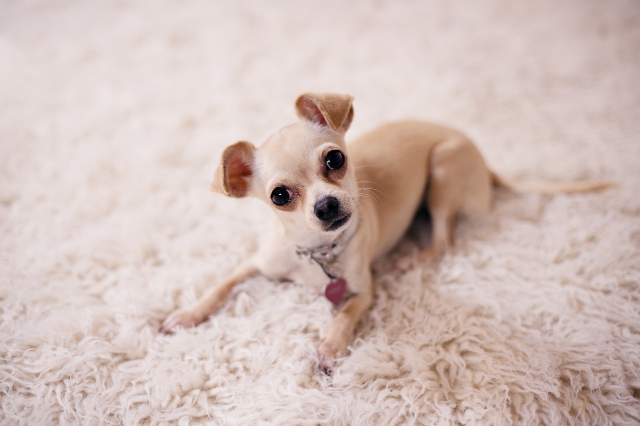 If you have a pet, did they come from a rescue/shelter?