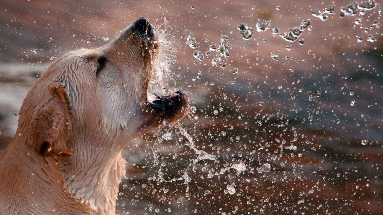 Are you changing your pet's routine due to the extreme heat? 