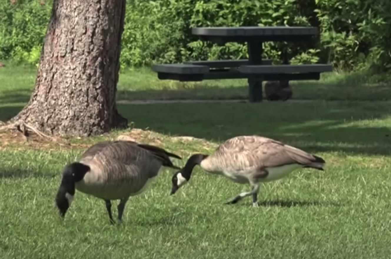 Have you noticed more homeless in Bend Parks?