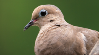 Will you be getting your dove hunting license for the upcoming season?