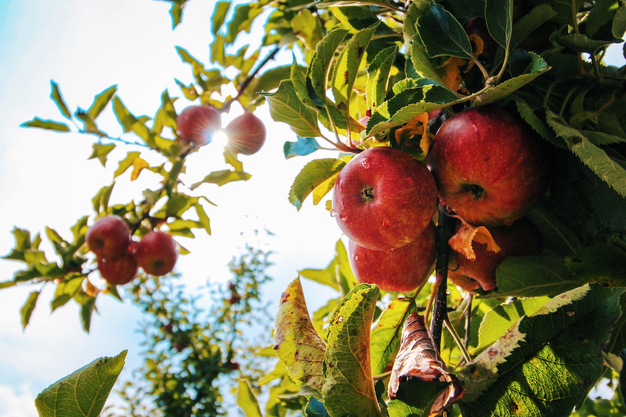 Do you have access to fruit trees?