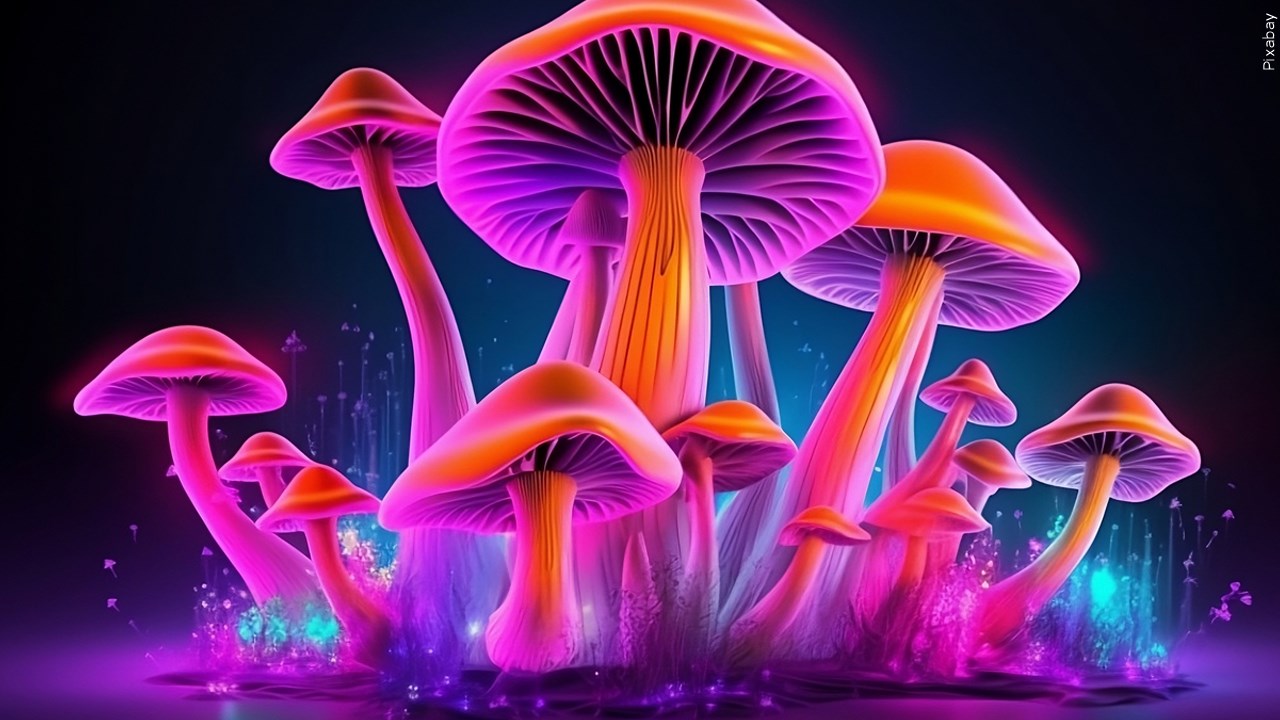Do you support the decriminalization of psychedelics? 