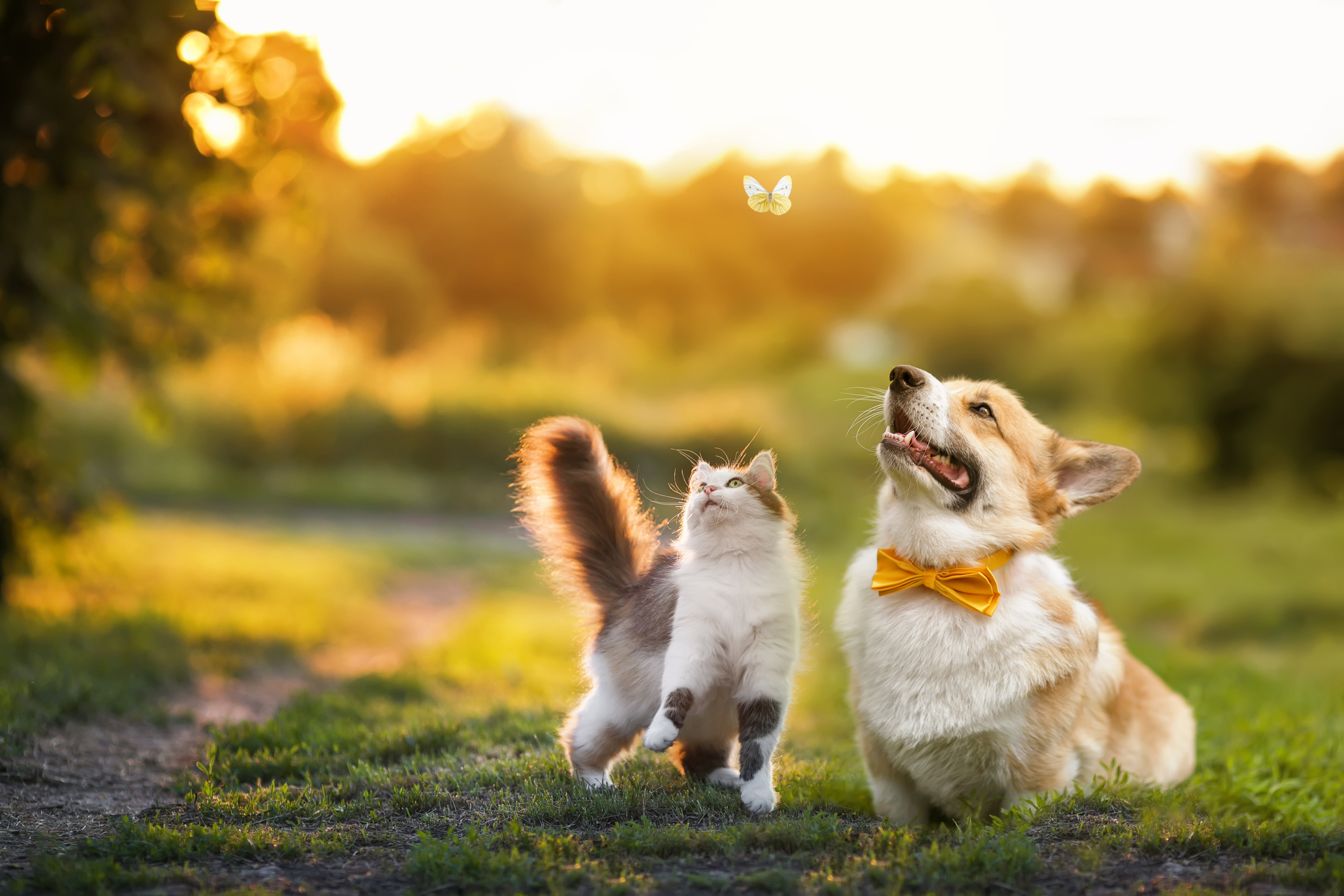 Are you more of a dog or cat person? 