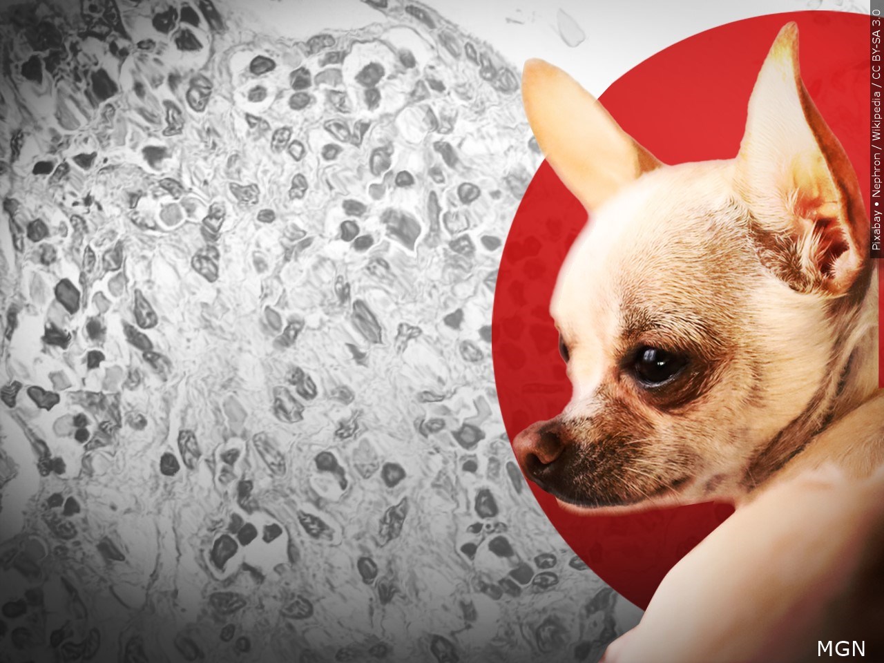 Are you aware of the dangers of parvo for your pet?