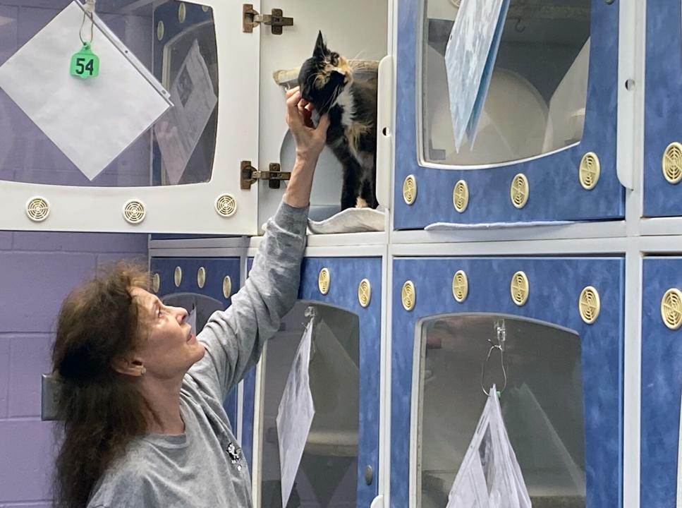 Do you support a new $3 to $4 million animal shelter?