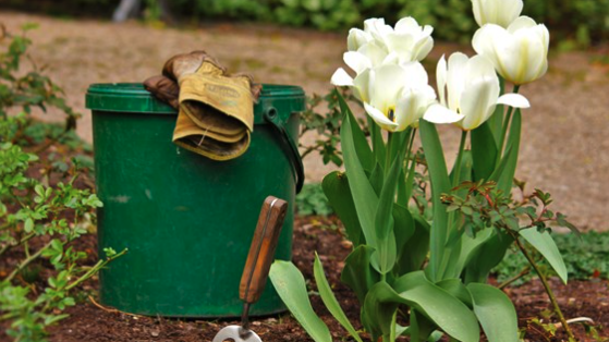 Have you taken steps to avoid using chemicals in your garden?