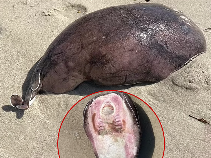 You Make the Call: Fish or Alien?