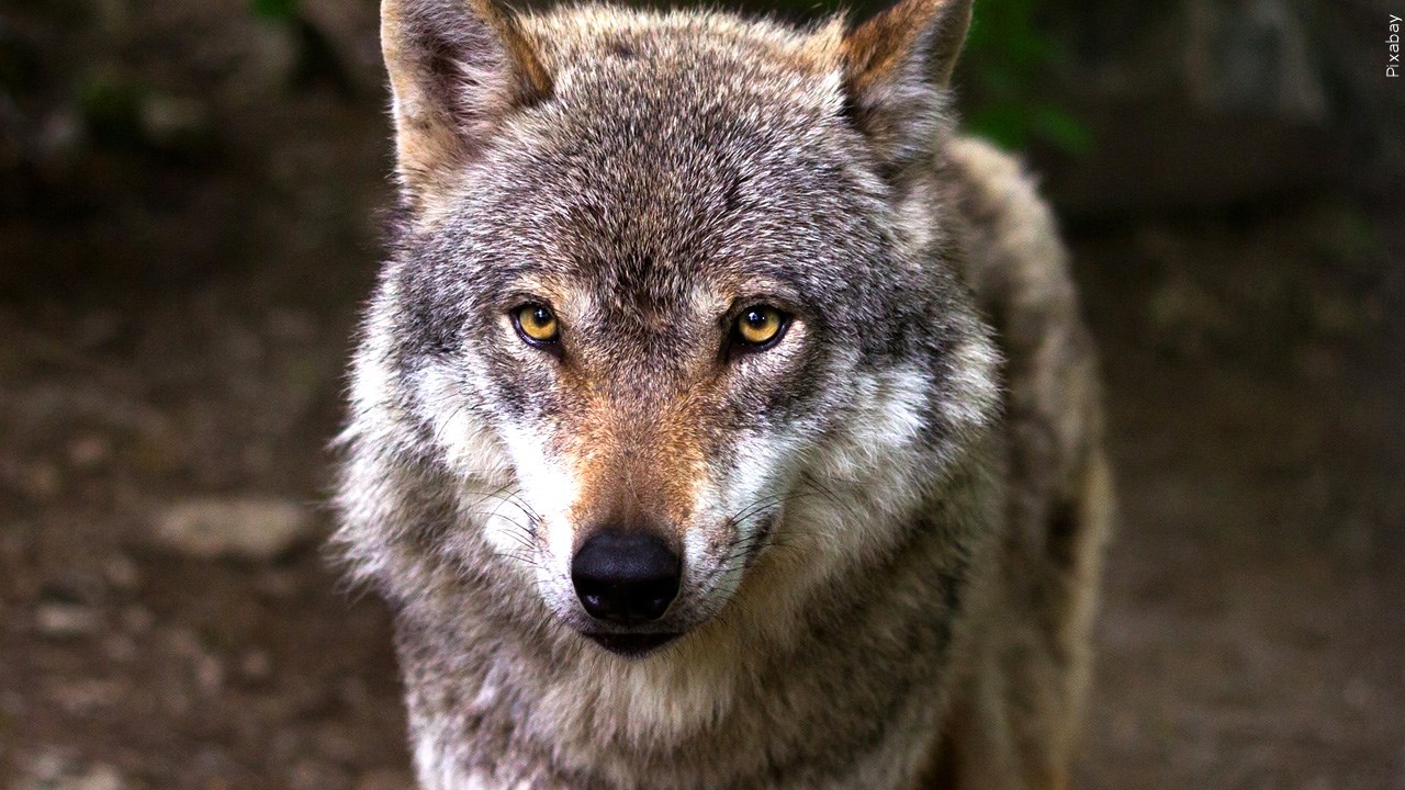 Do you support governmental wolf control?
