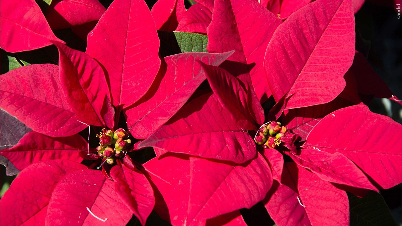 It's National Poinsettia Day! How do you pronounce the holiday plant? Sounding more like...