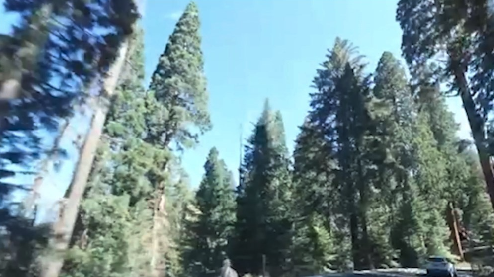 Do you think more should be done to protect our forests?