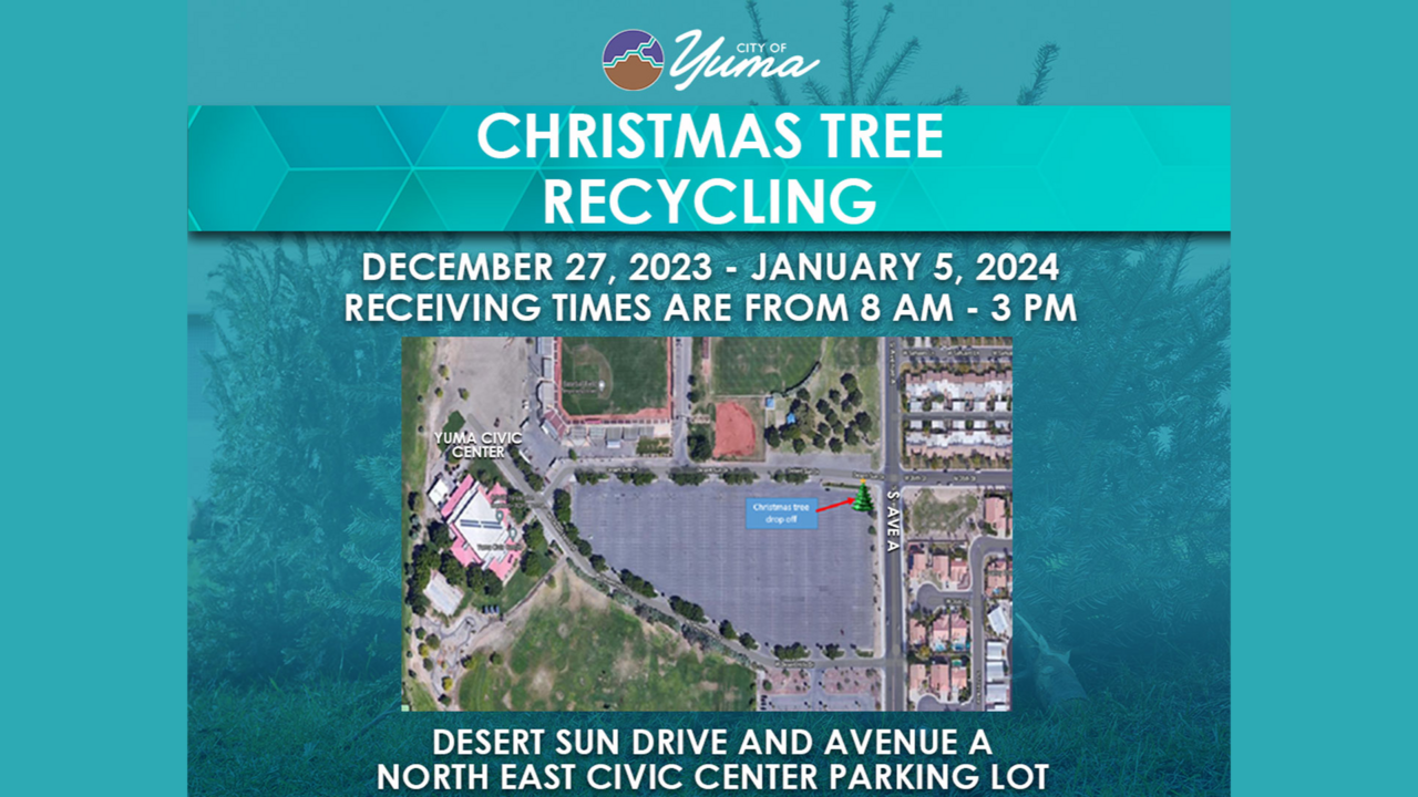 Will you be recycling your live Christmas trees?