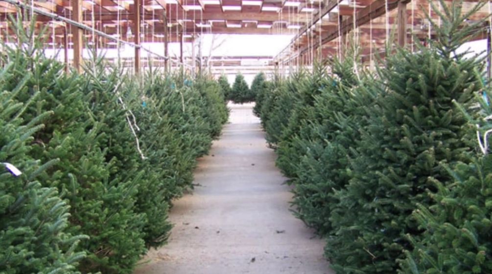 Do you have a plan for recycling your Christmas tree?