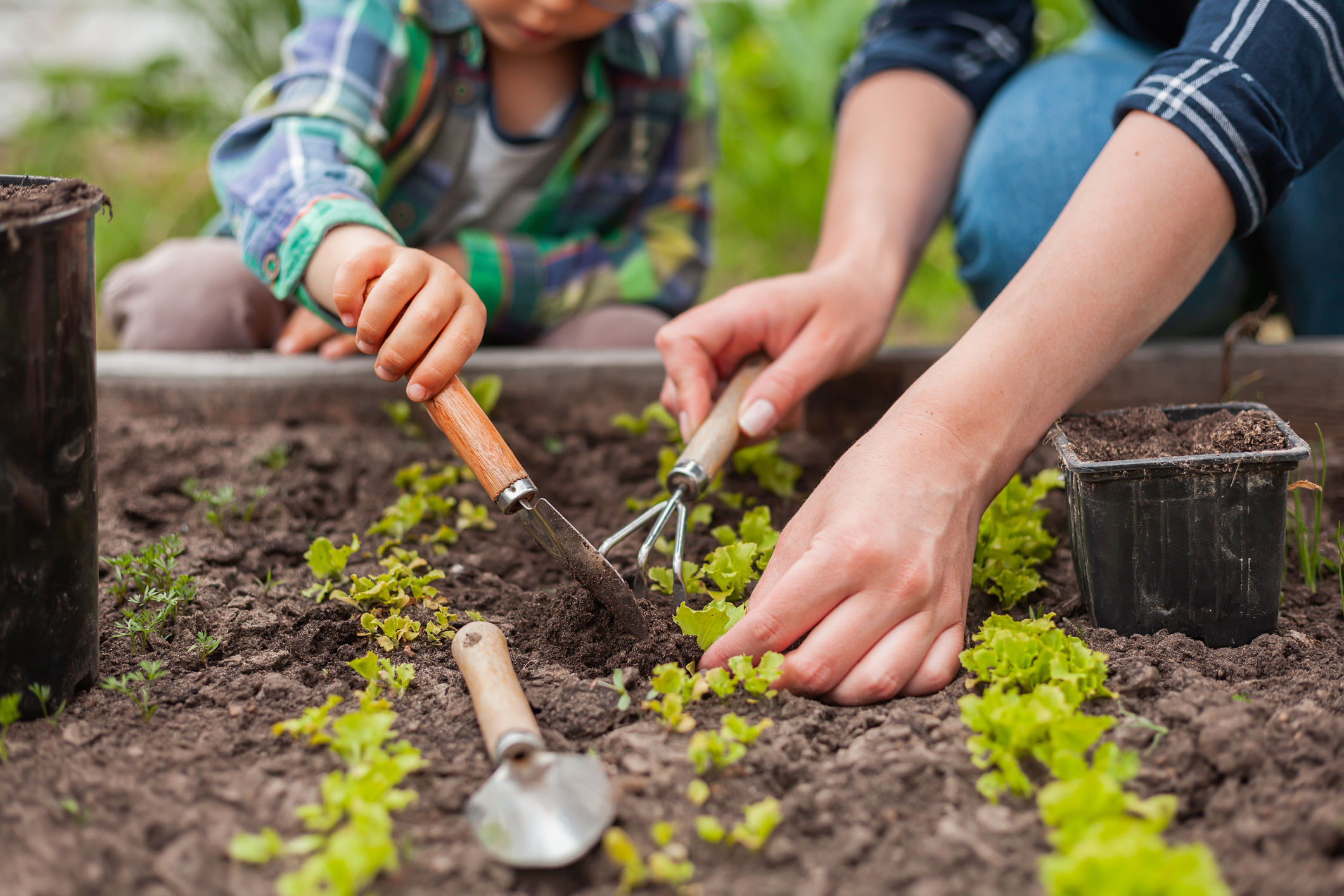 Do you plan on planting a garden once spring comes?