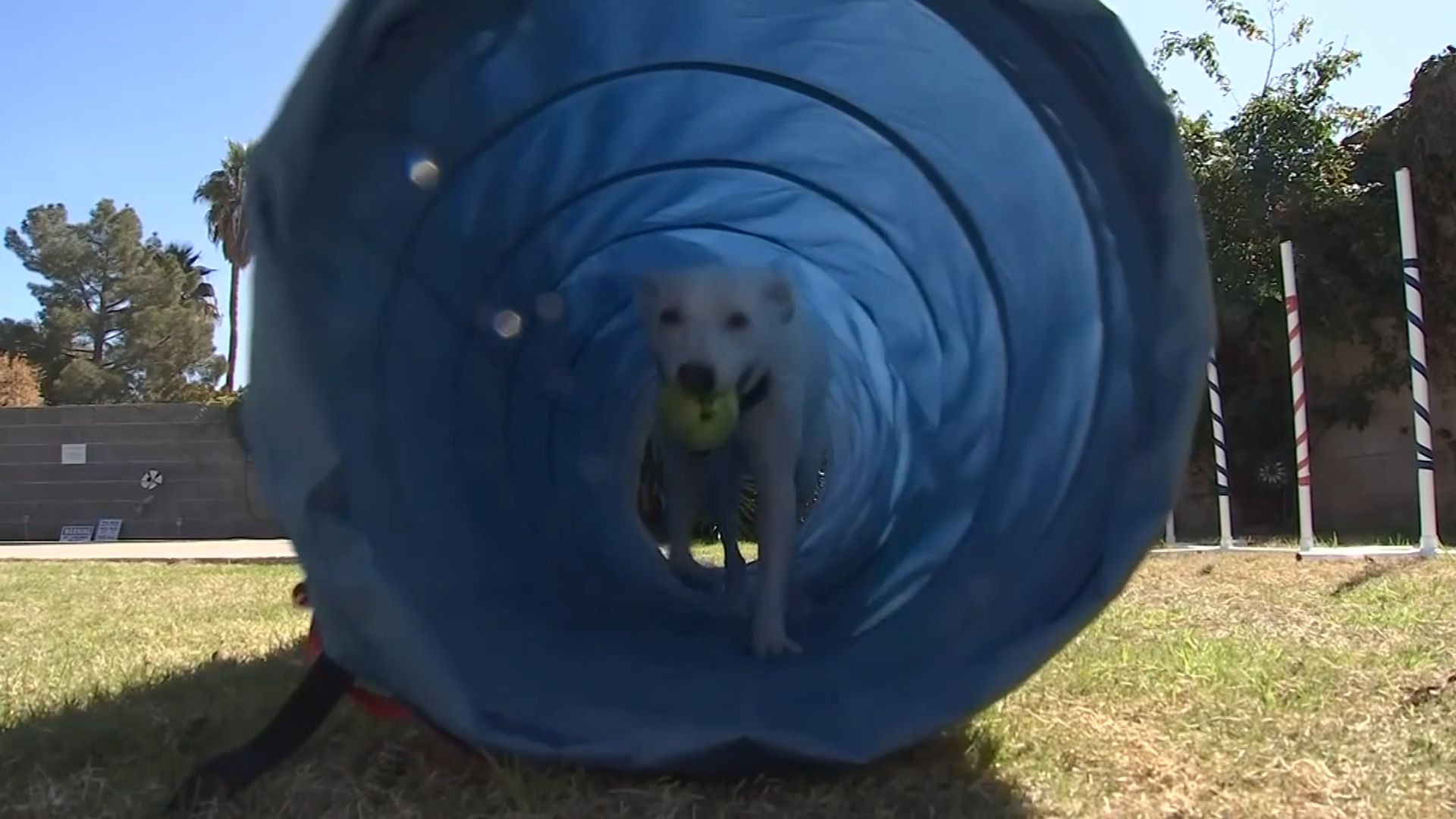 Would you be willing to rent someone's backyard for your pet to play instead of going to a dog park?