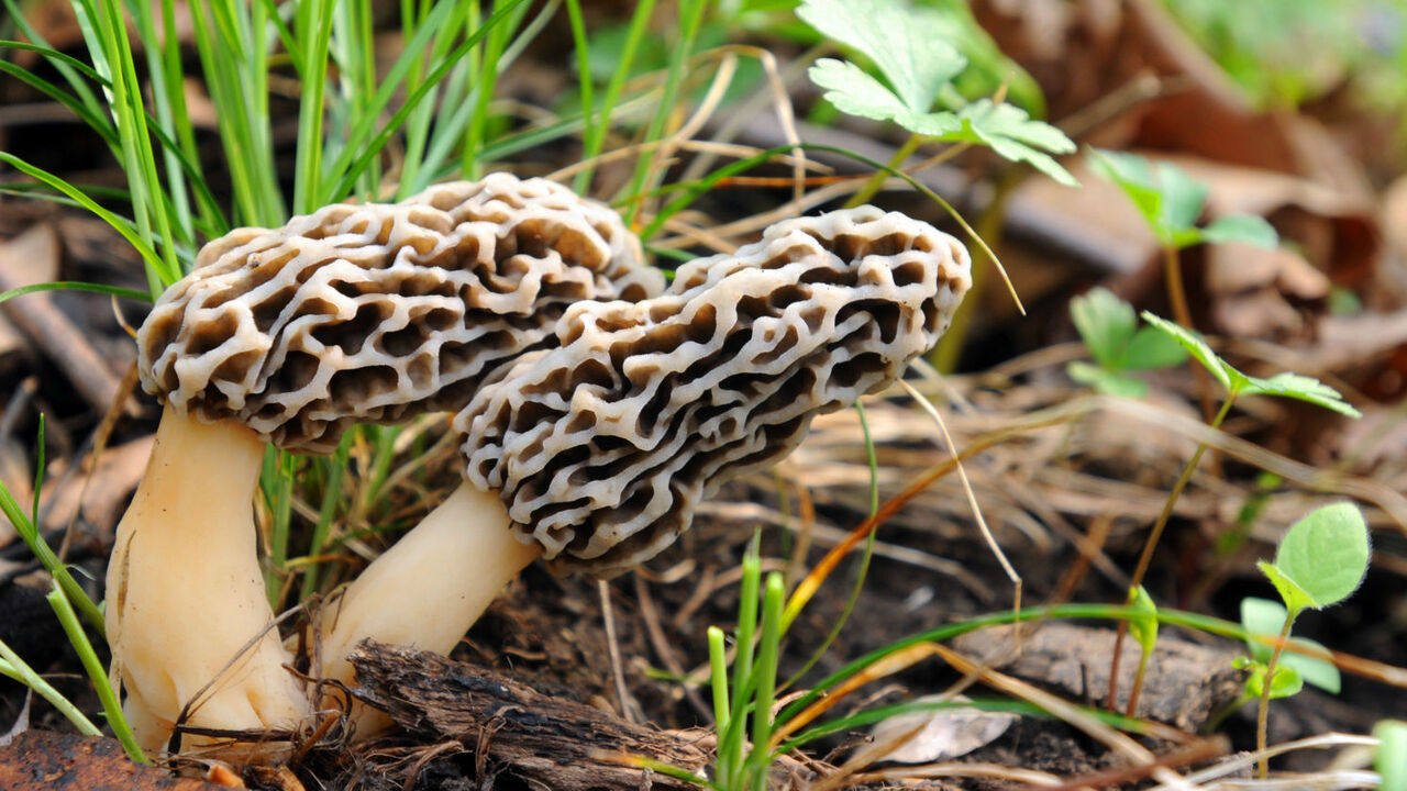 Will you go mushroom hunting this year?