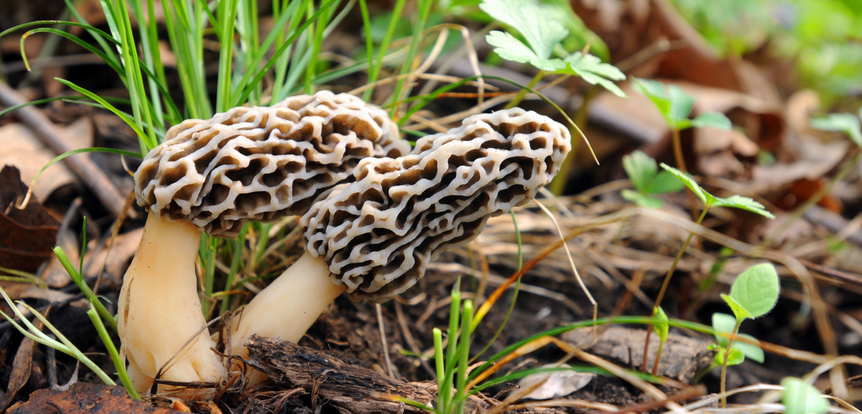 Will you go mushroom hunting this year?