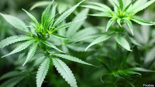 Should Idaho legalize marijuana?