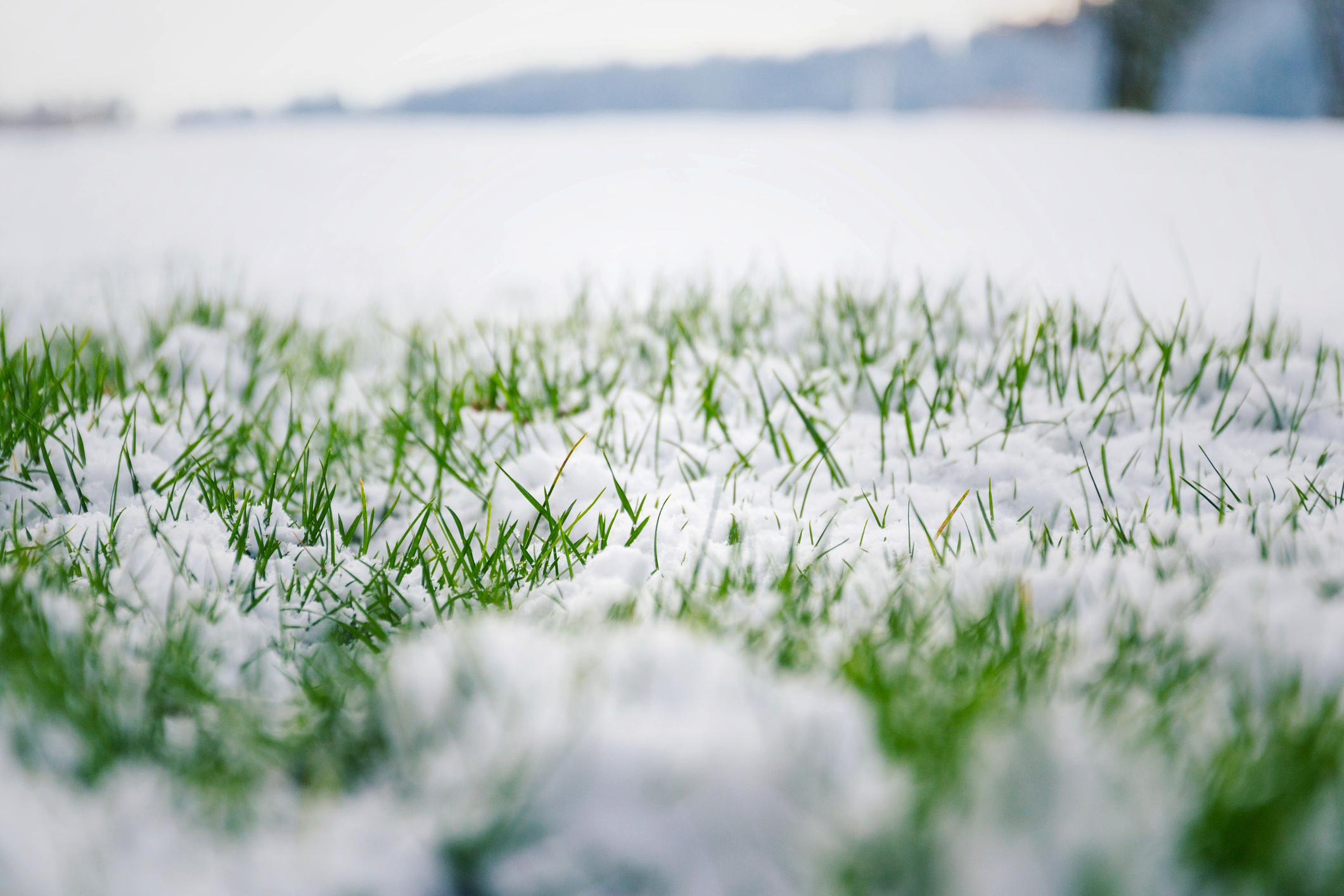 Do you think we'll get another round of snow, or is winter through with us for now?