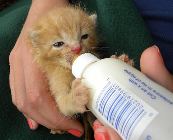 Have you seen more stray kittens around Central Oregon lately?