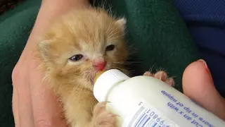 Have you seen more stray kittens around Central Oregon lately?