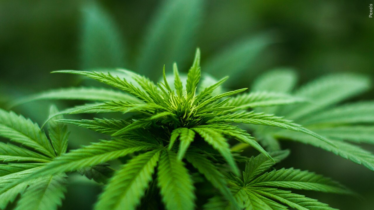 Do you agree Marijuana should be reclassified as a less dangerous drug?