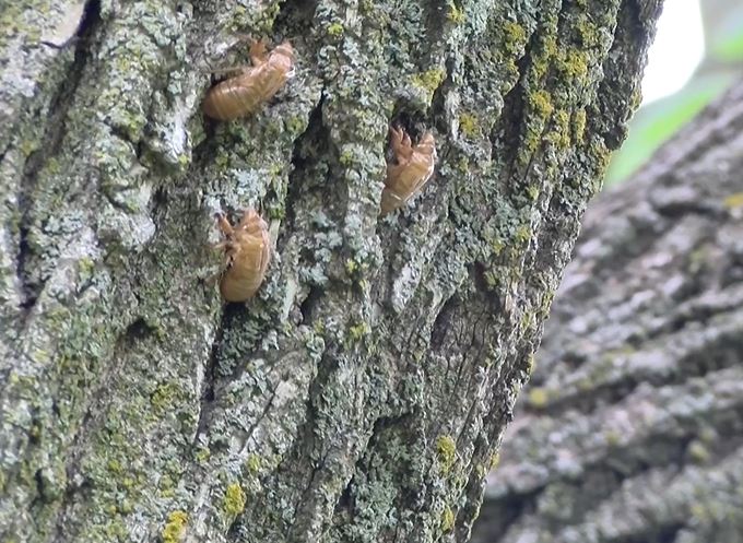 Have cicadas emerged where you live?