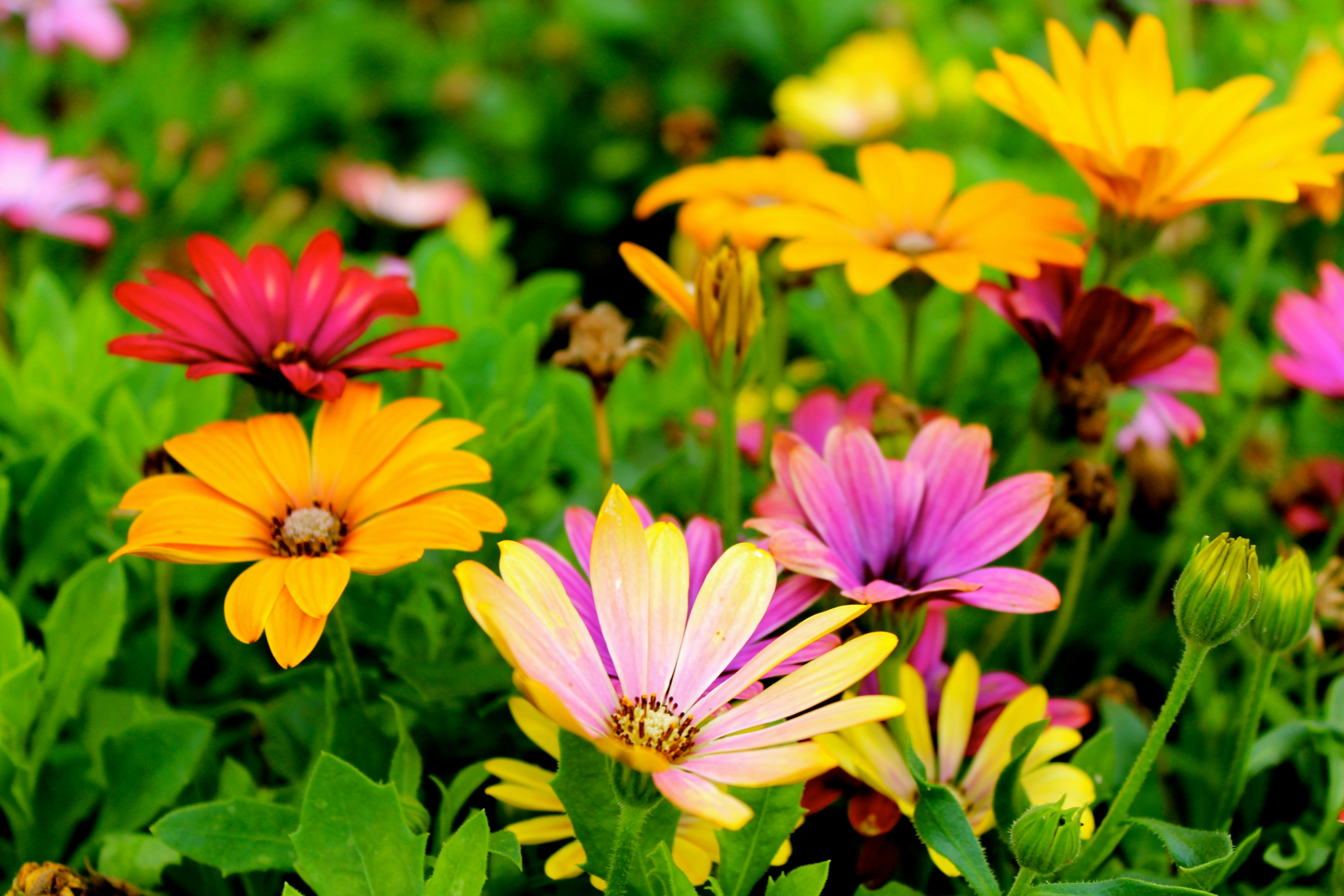 Do you have a garden?
