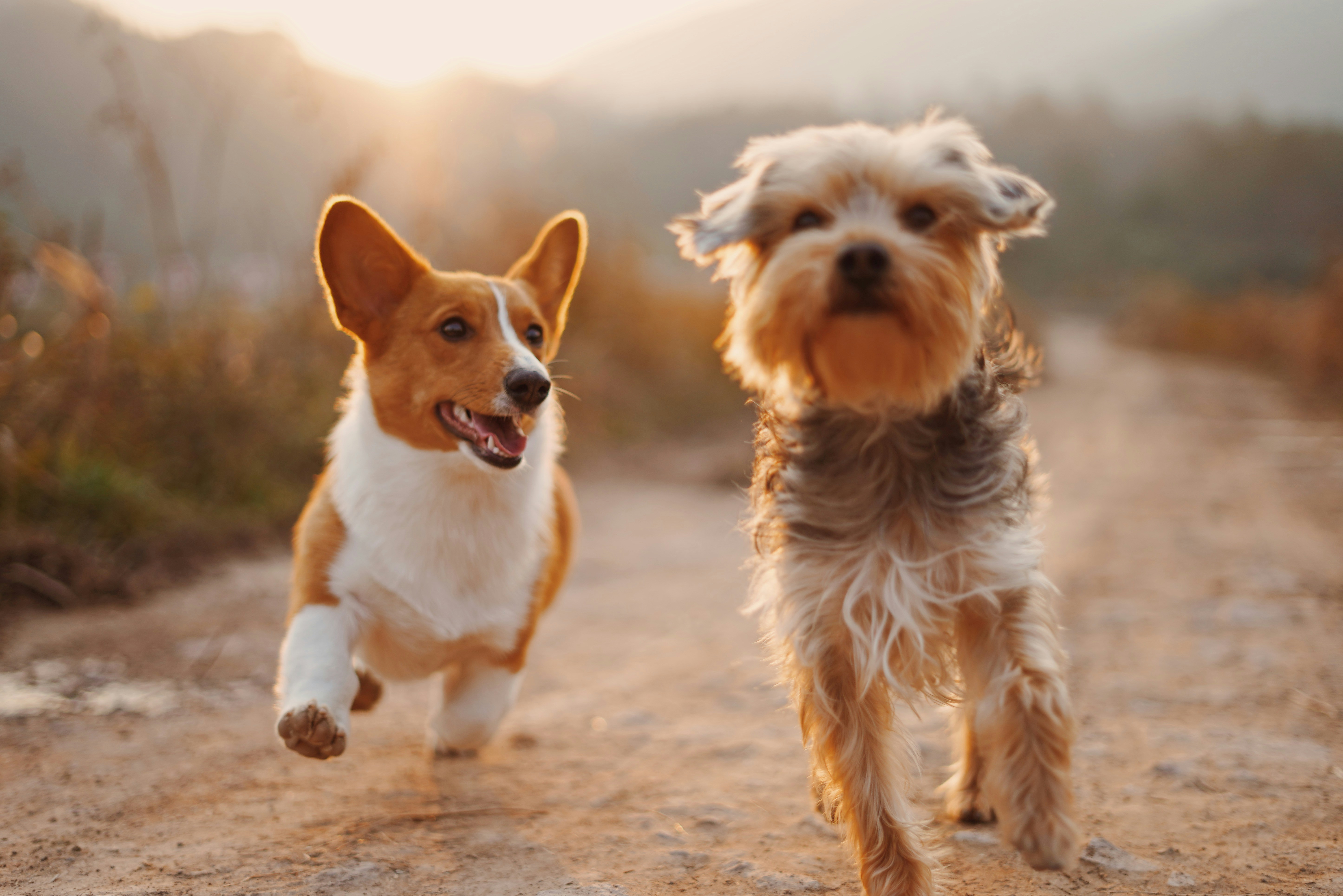 Should animal abuse be a felony for first time offenders? 