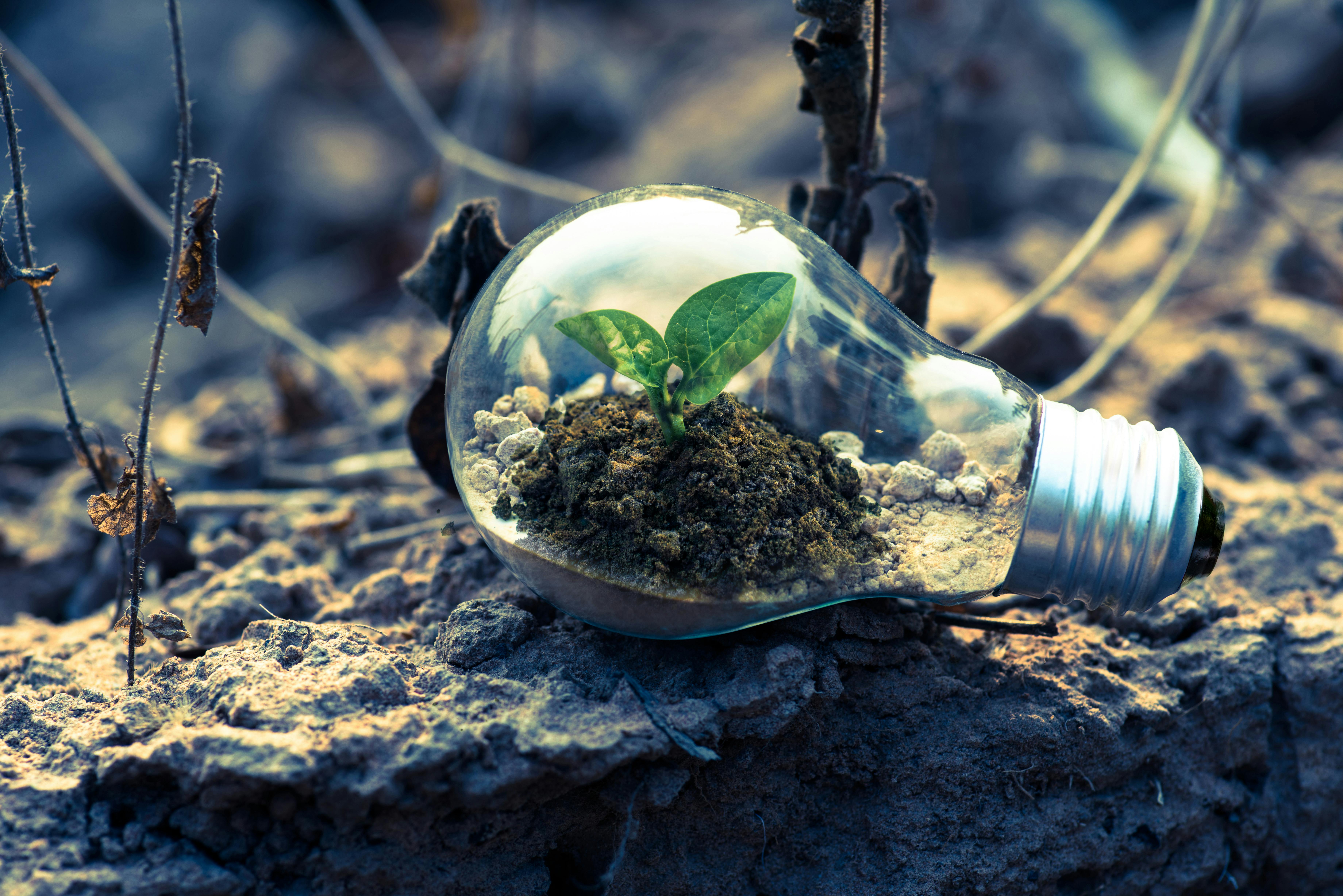 Should a startup focus on rapid expansion or sustainable growth?