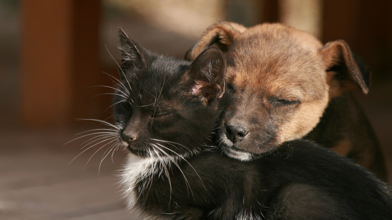 Could more be done about the stray animal problem in St. Joseph?