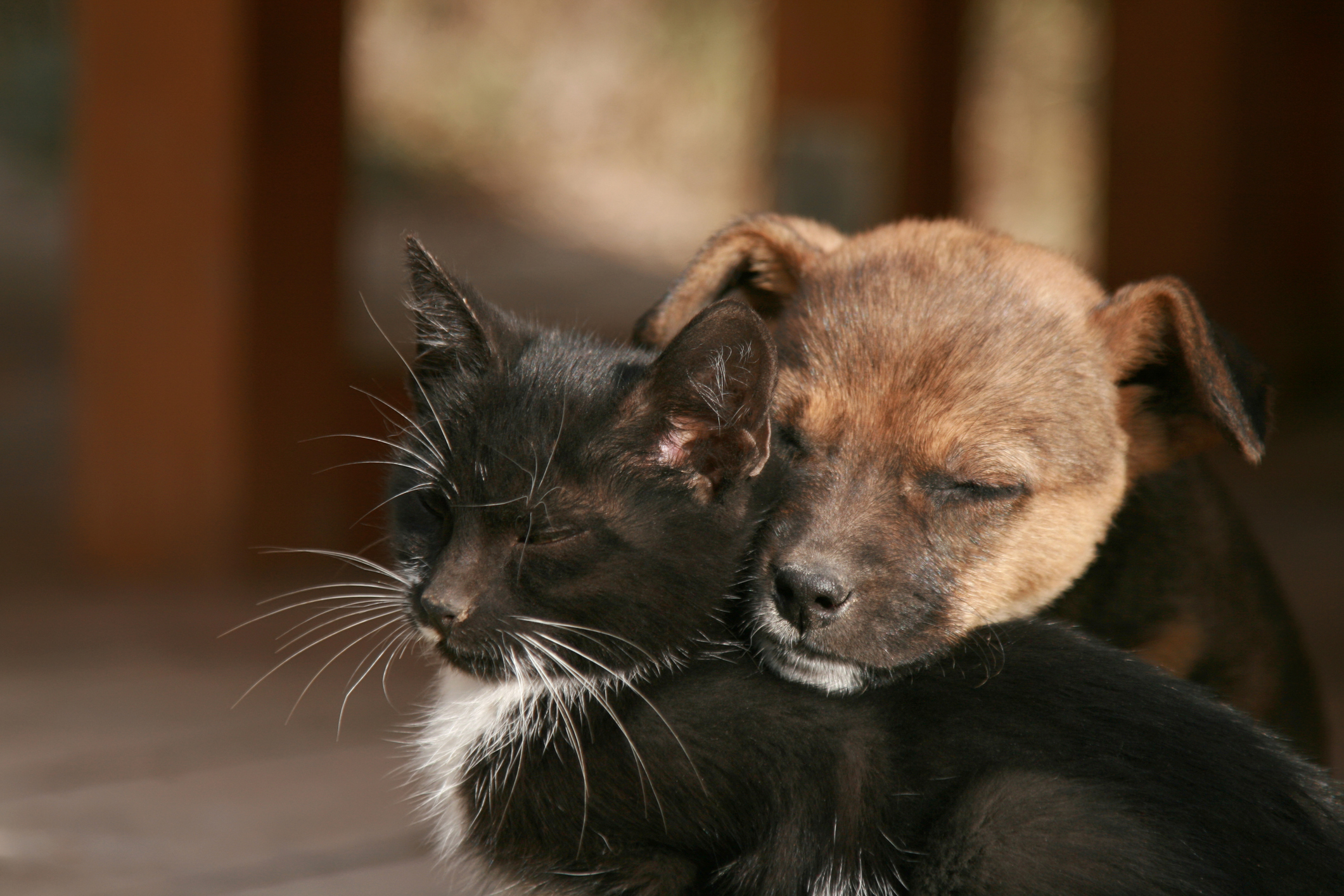 Could more be done about the stray animal problem in St. Joseph?