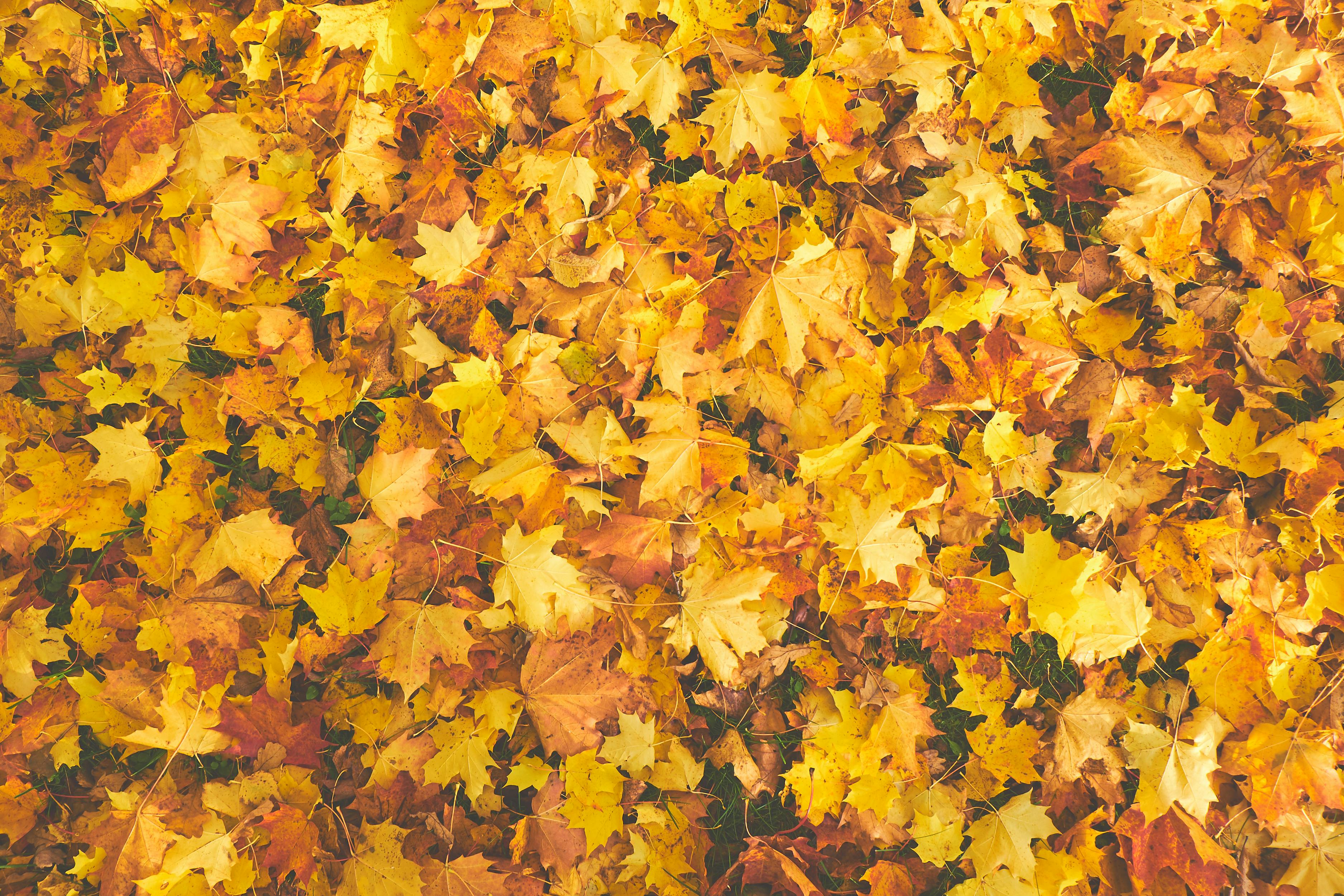 Do you have leaves to rake?