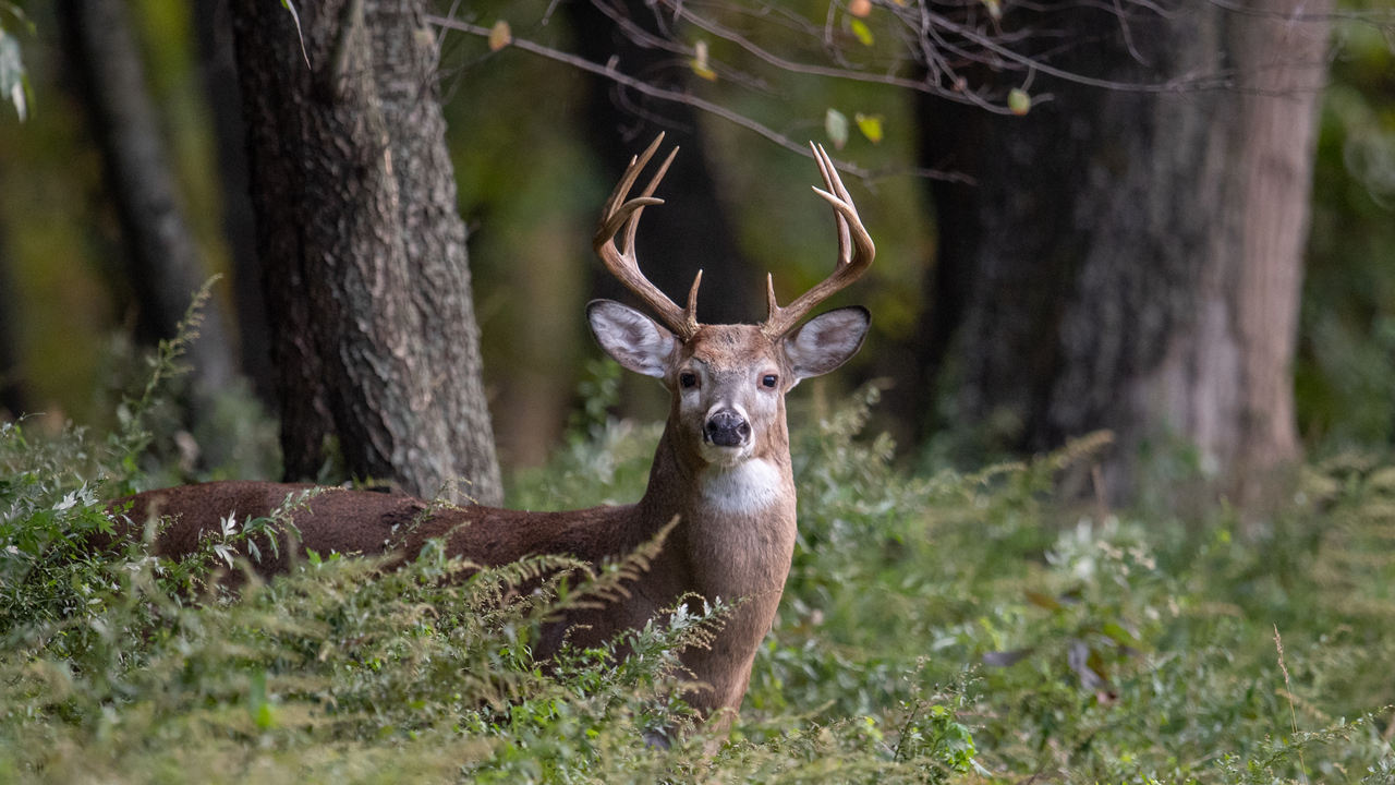 Do you or your family members hunt?