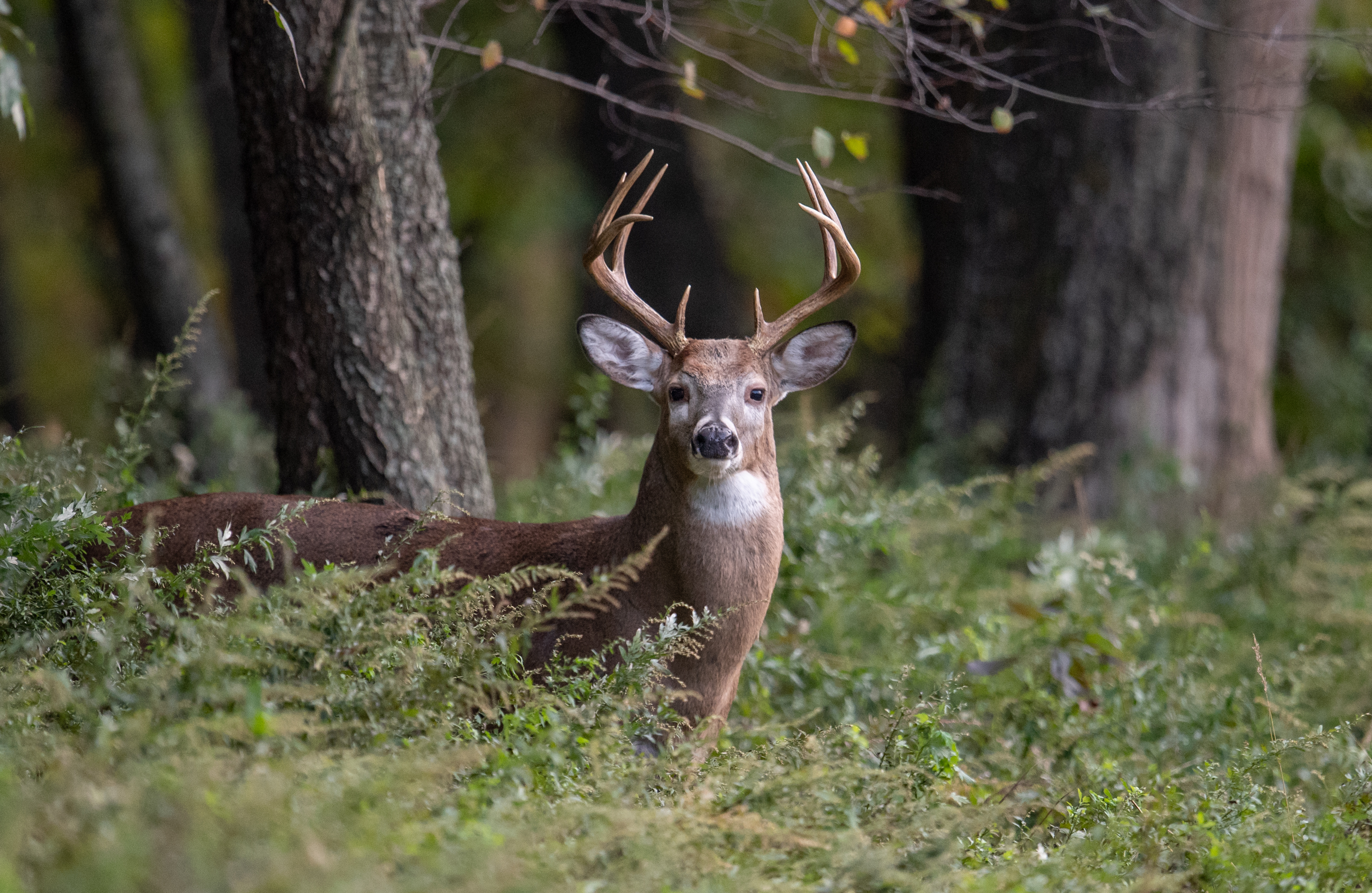 Do you or your family members hunt?