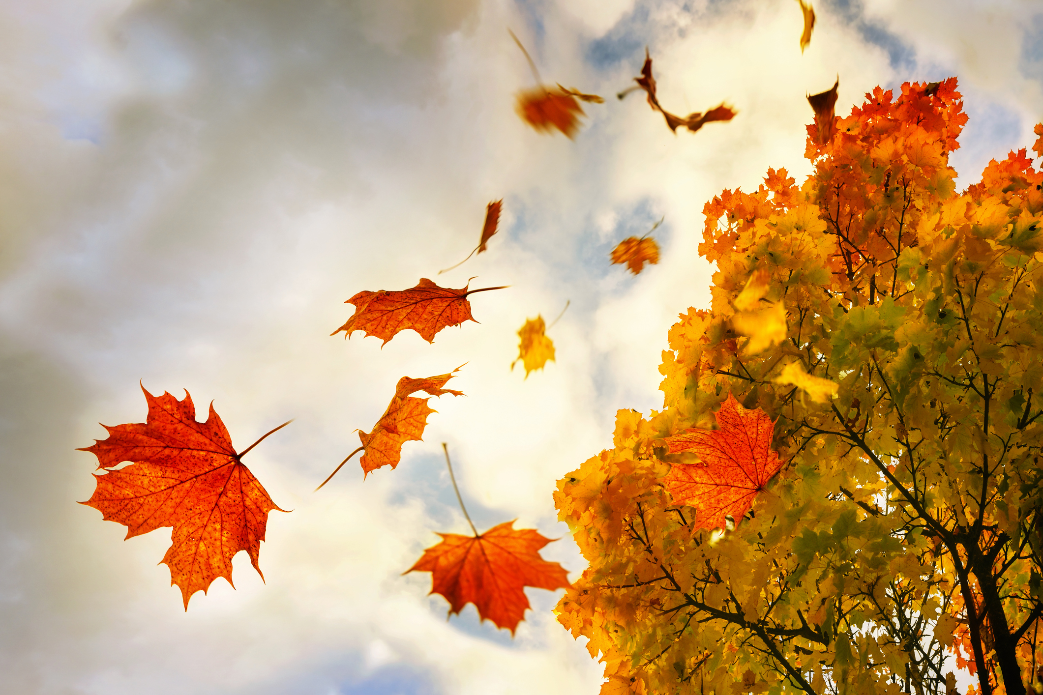 What's the fall foliage like near you?