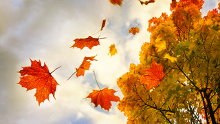 What's the fall foliage like near you?