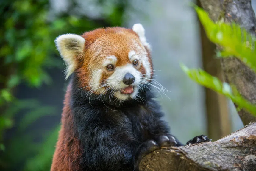 Did you make a trip to the Oregon Zoo this year?