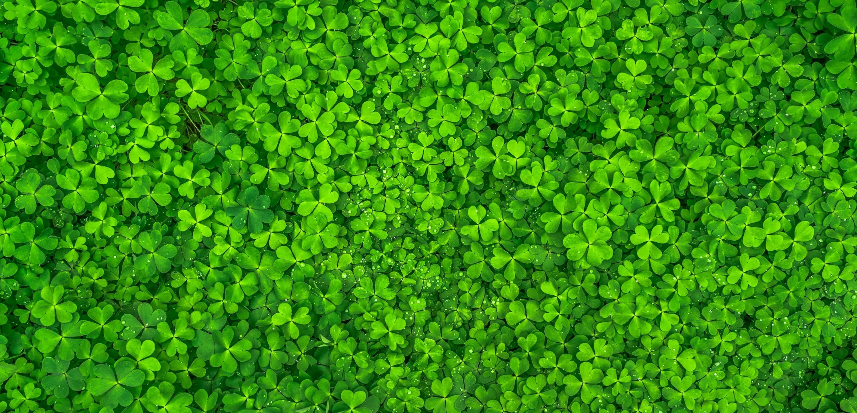 Do you wear green in honor of St. Patrick?