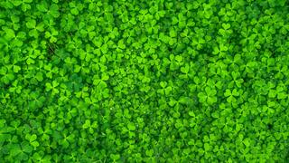 Do you wear green in honor of St. Patrick?