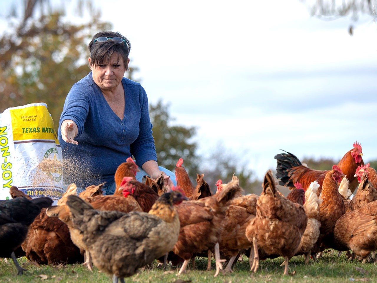 Have you ever considered raising your own chickens/farm animals?