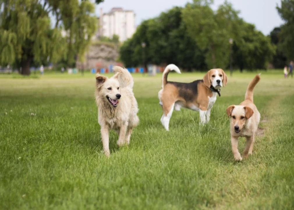 Have you noticed more dogs off leash in areas it's not allowed?