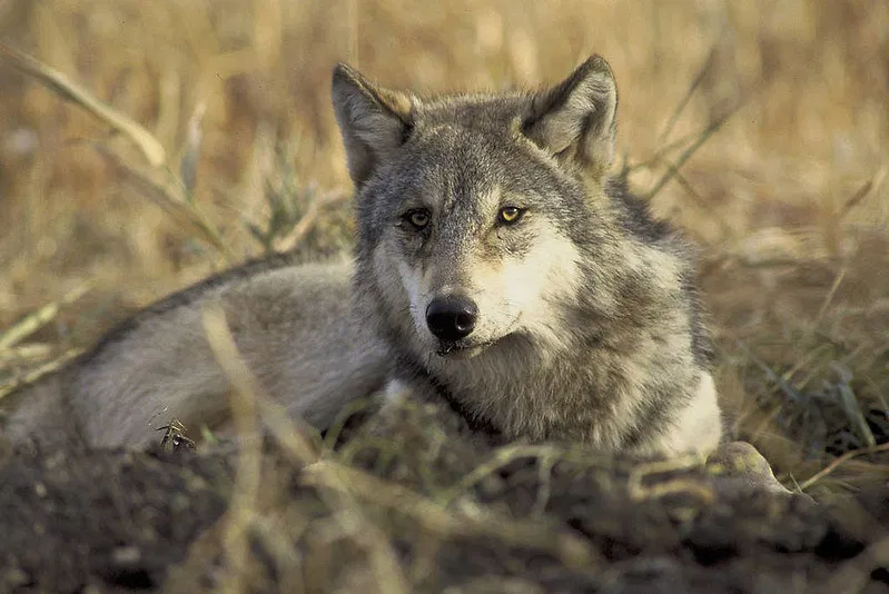 Should wolf protections be changed under the endangered species act?