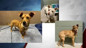Do you think this suspect should be allowed to keep his dogs as his case unfolds?