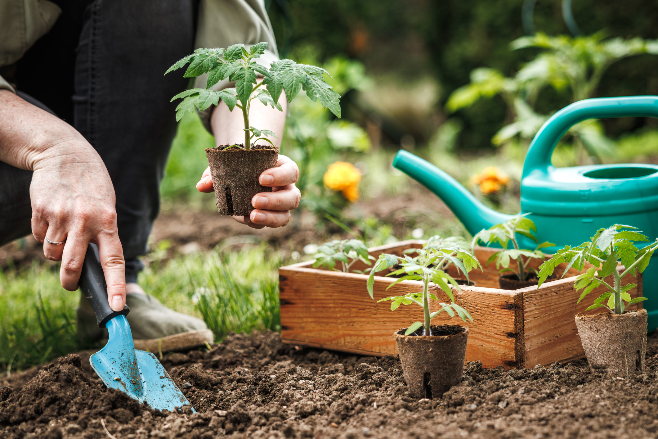 Have you planted a garden?