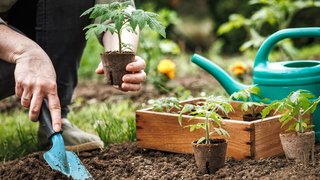 Have you planted a garden?