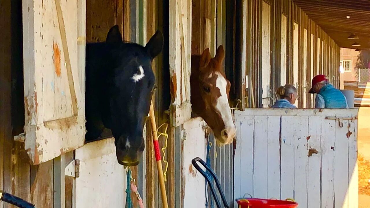 Have You Ever Been to an Arabian Horse Show? 