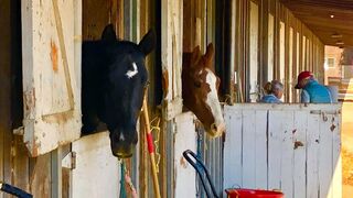 Have You Ever Been to an Arabian Horse Show? 