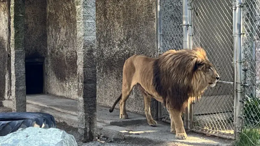 Given the recent findings, should the West Coast Game Park Safari be shut down?
