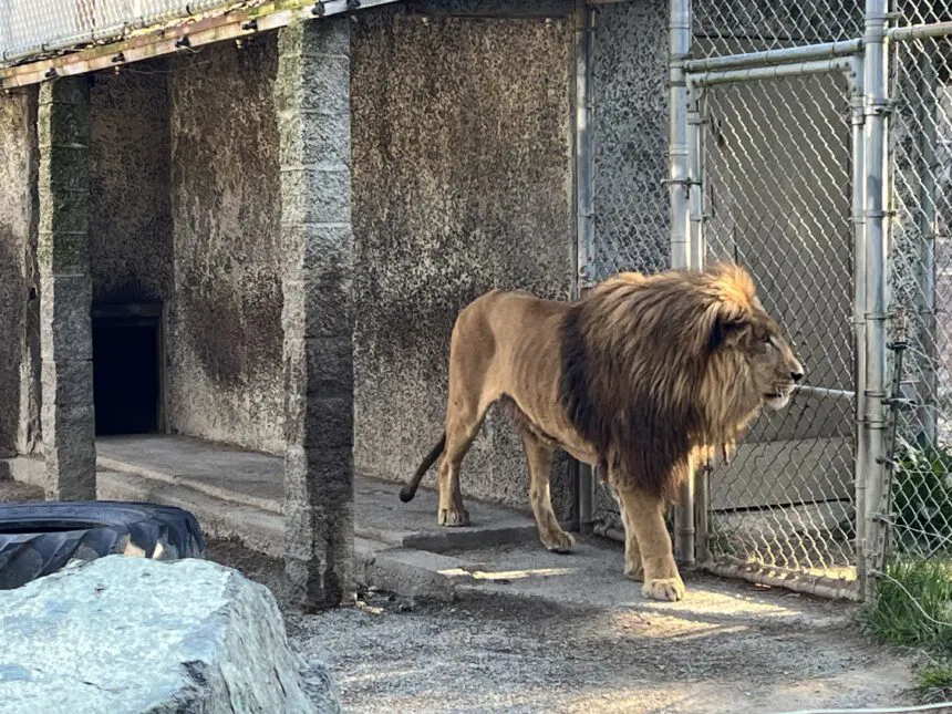 Given the recent findings, should the West Coast Game Park Safari be shut down?