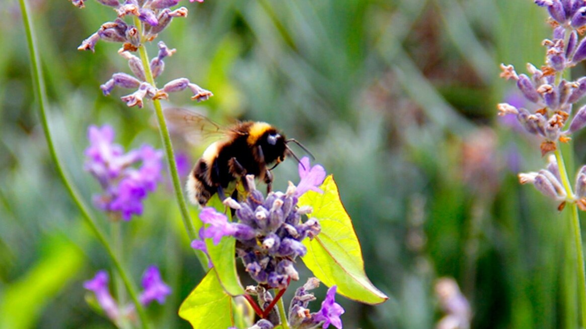 Do You Have Pollinator-Friendly Plants In Your Garden? 